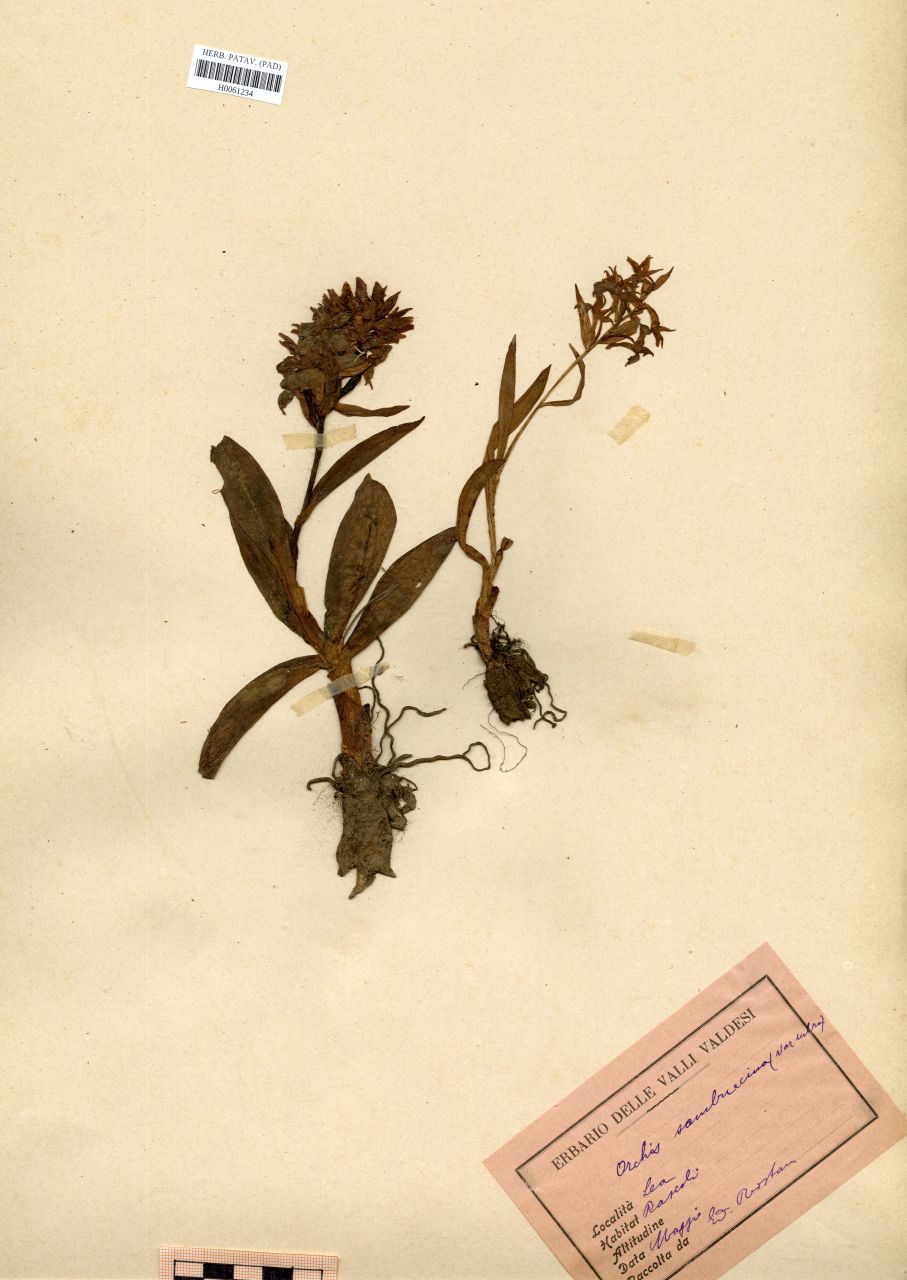 Orchis sambucina L. var.rubra Winterl - erbario, Erbario Rostan, Erbario Rostan