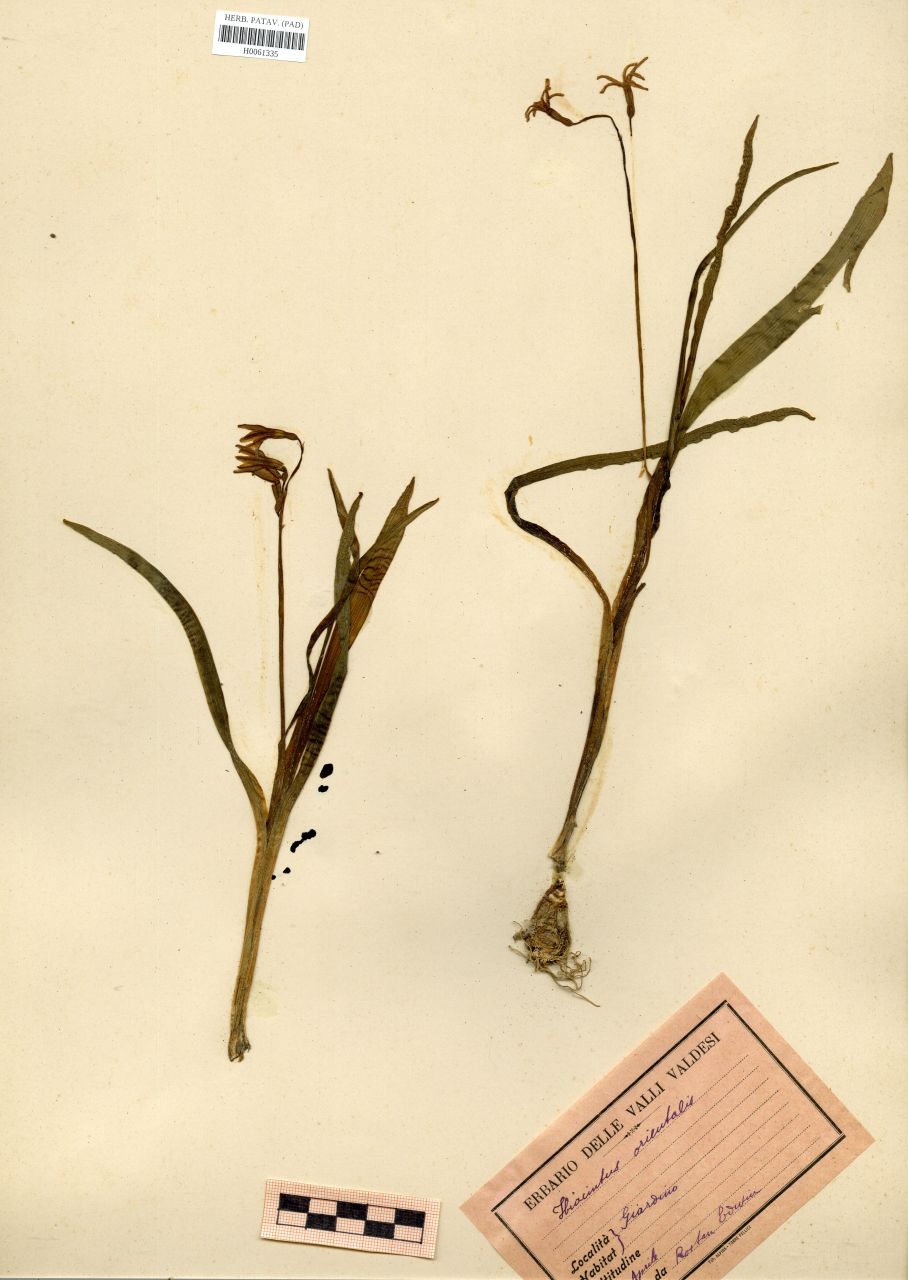 Orchis globosa L - erbario, Erbario Rostan, Erbario Rostan