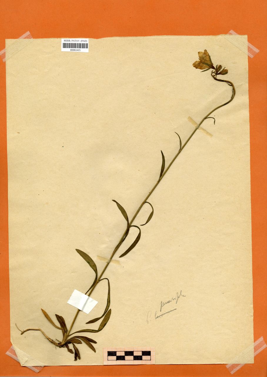Campanula persicifolia L - erbario, Erbario Rostan, Erbario Rostan