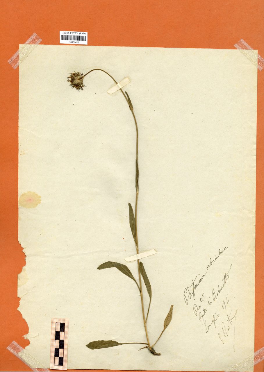 Phyteuma orbiculare L - erbario, Erbario Rostan, Erbario Rostan (1911/07)
