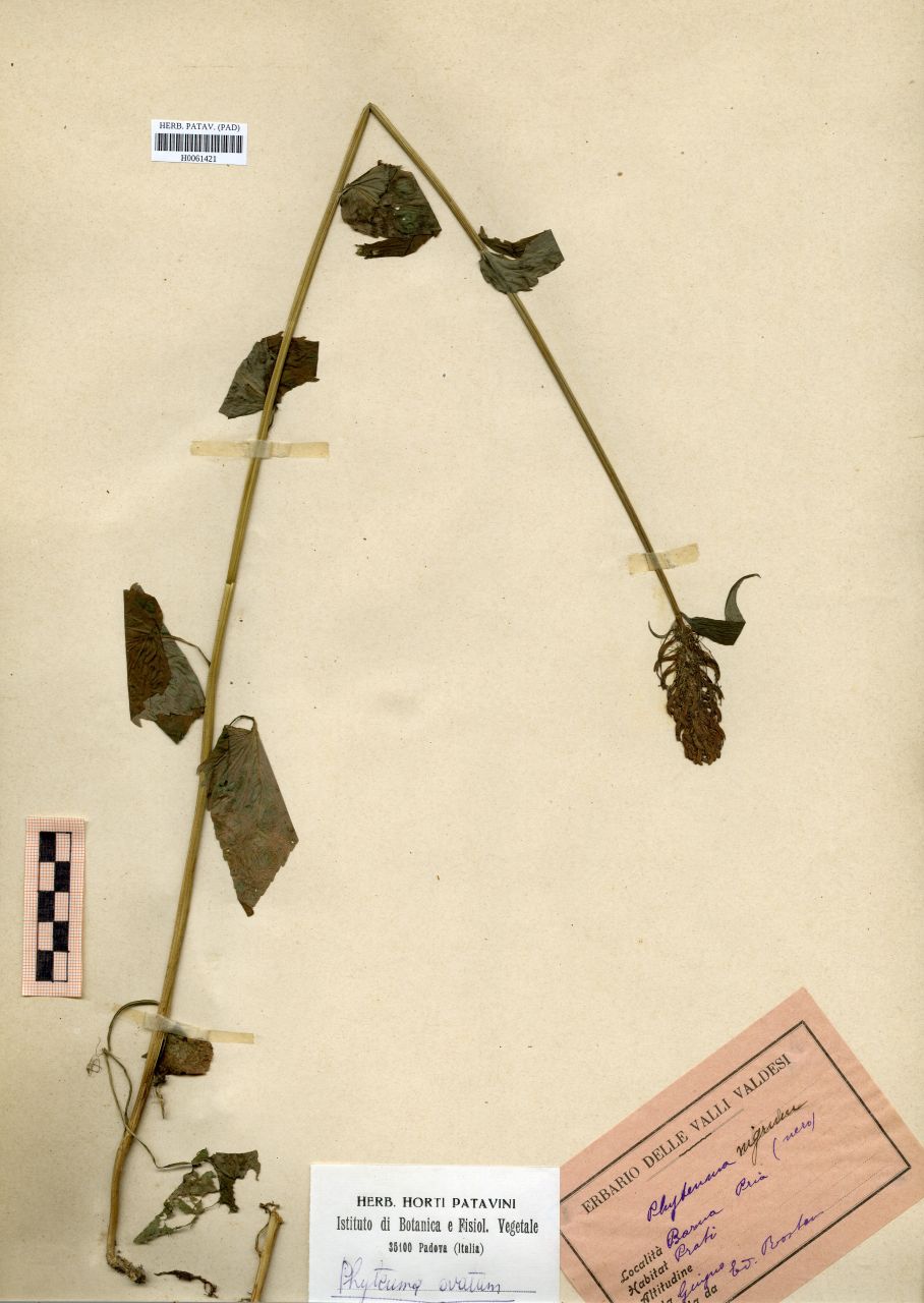 Phyteuma nigrum F.W.Schmidt - erbario, Erbario Rostan, Erbario Rostan