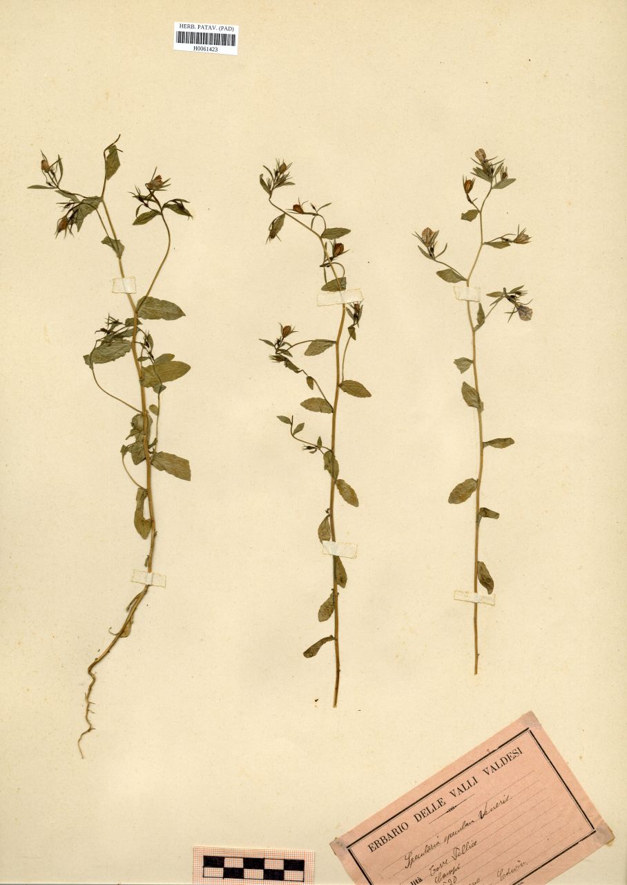 Specularia speculum-veneris (L.)A.DC - erbario, Erbario Rostan, Erbario Rostan