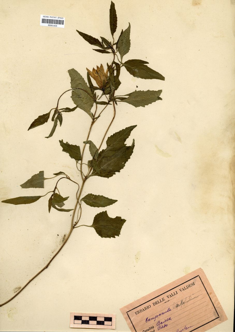 Campanula latifolia L - erbario, Erbario Rostan, Erbario Rostan