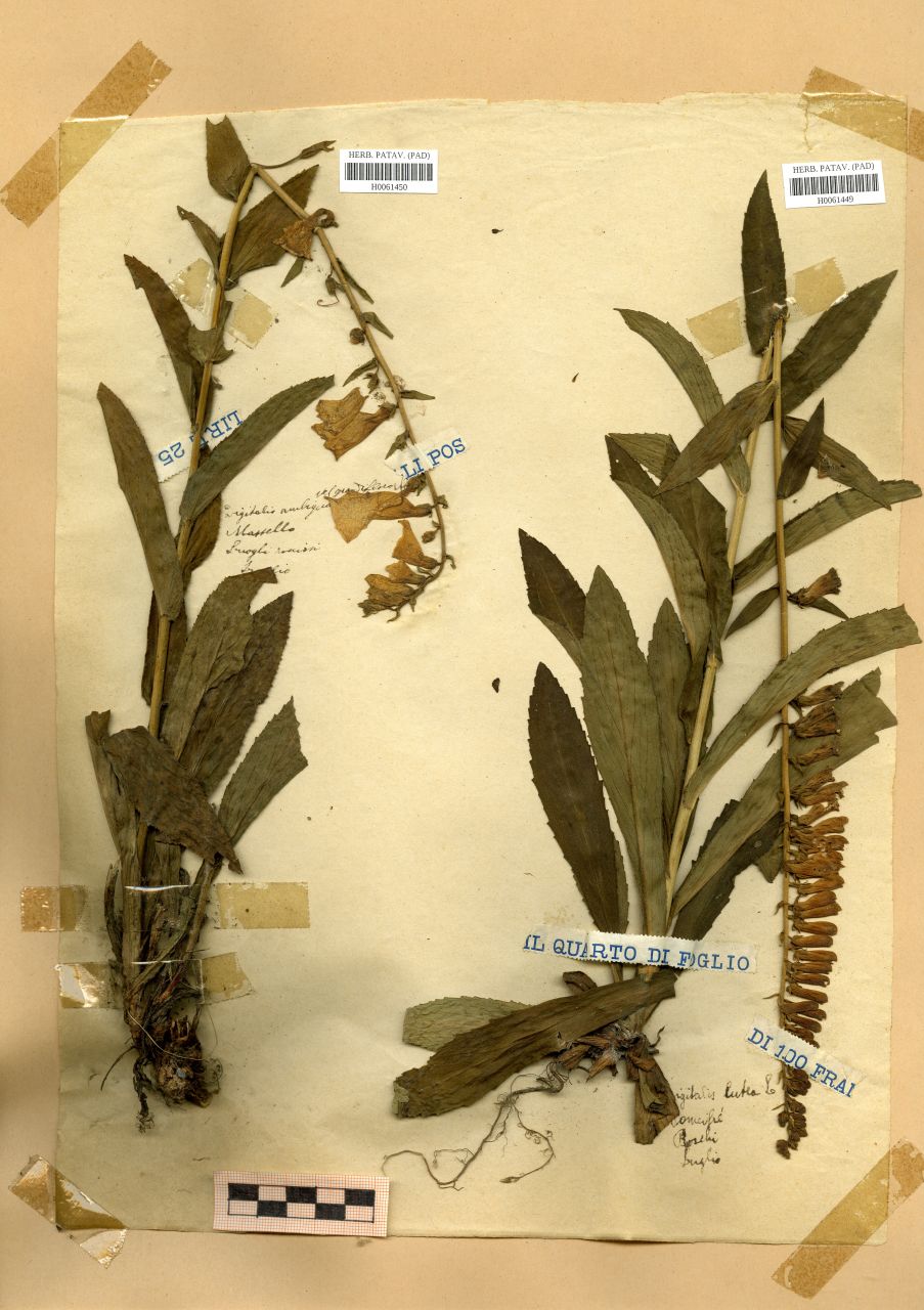 Digitalis ambigua vel grandiflora - erbario, Erbario Rostan, Erbario Rostan