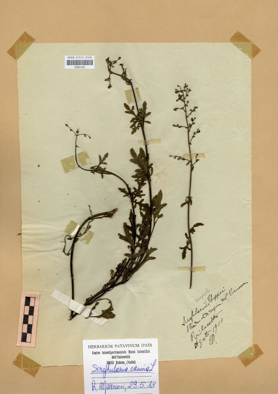 Scrophularia hoppii W.D.J.Koch - erbario, Erbario Rostan, Erbario Rostan (1910/08)