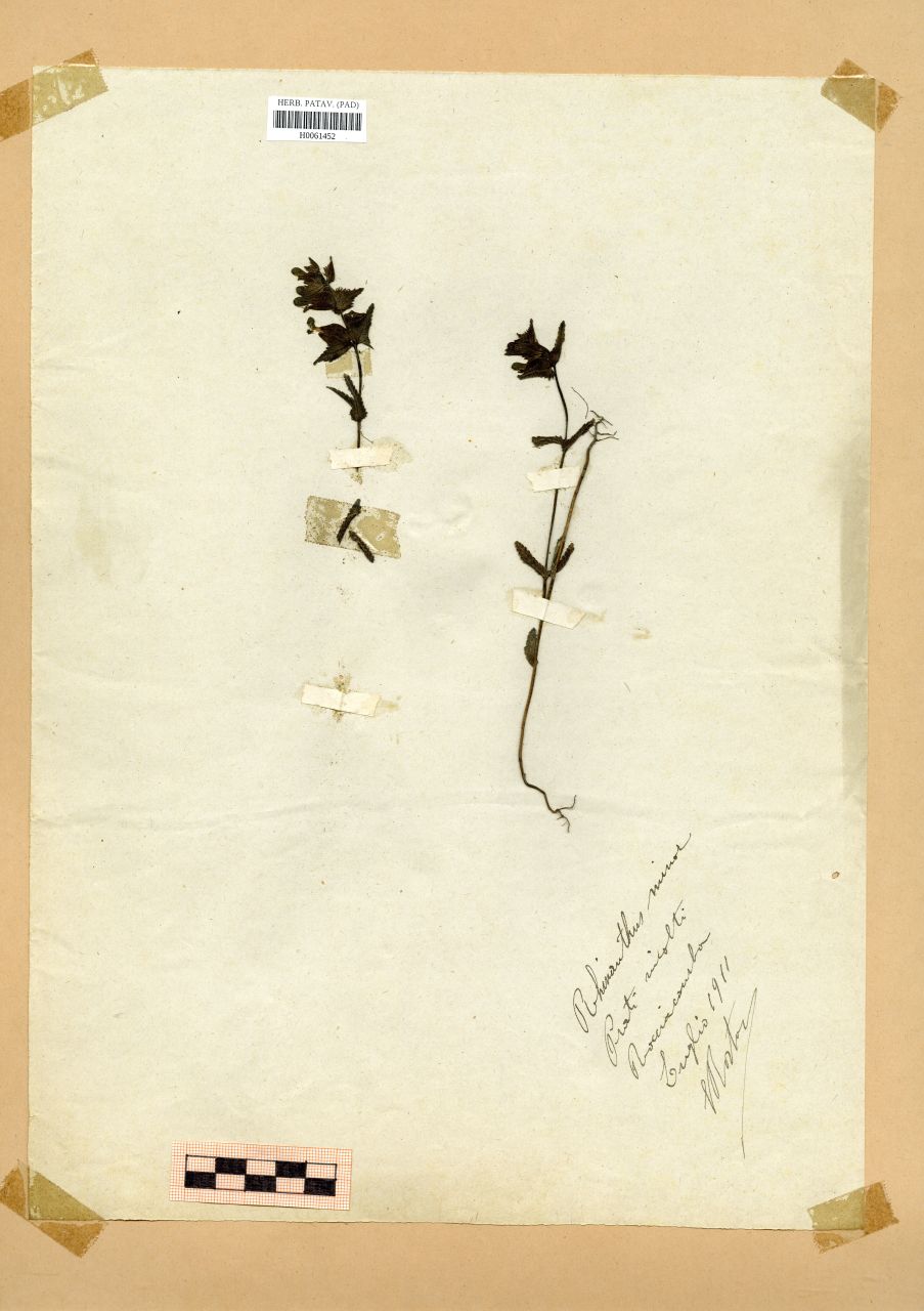 Rhinanthus minor L - erbario, Erbario Rostan, Erbario Rostan (1911/07)
