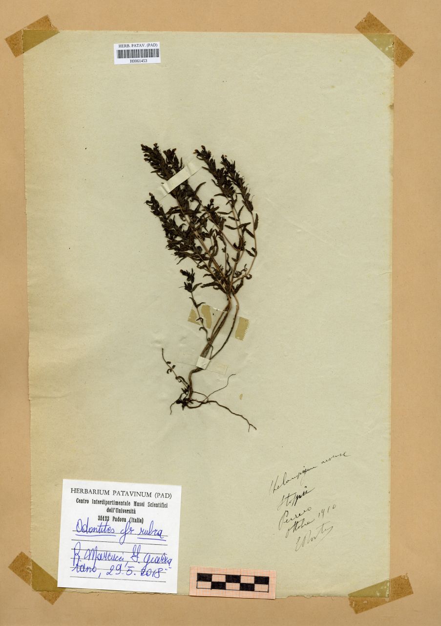 Melampyrum arvense L - erbario, Erbario Rostan, Erbario Rostan (1910/10)