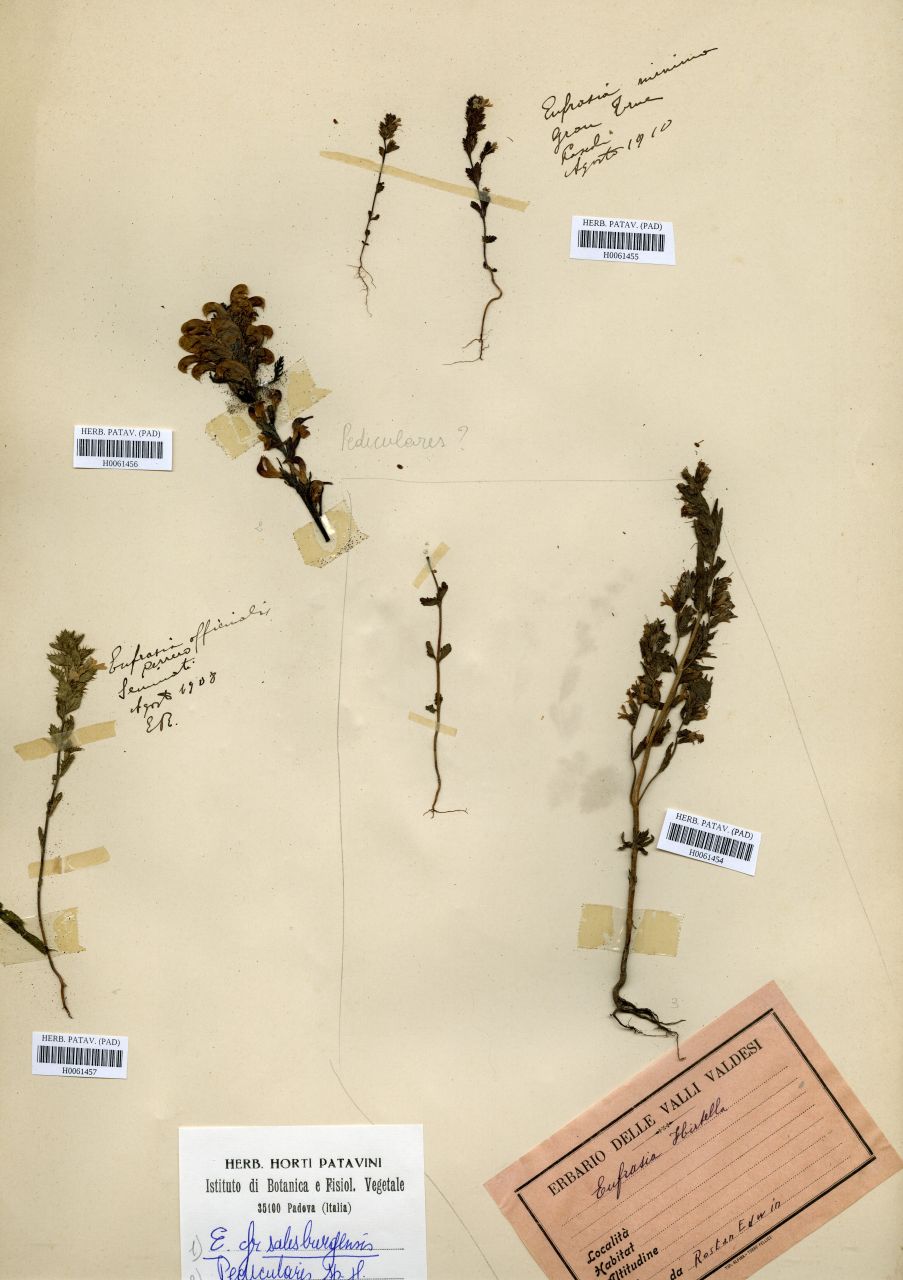 Euphrasia officinalis L - erbario, Erbario Rostan, Erbario Rostan (1908/08)