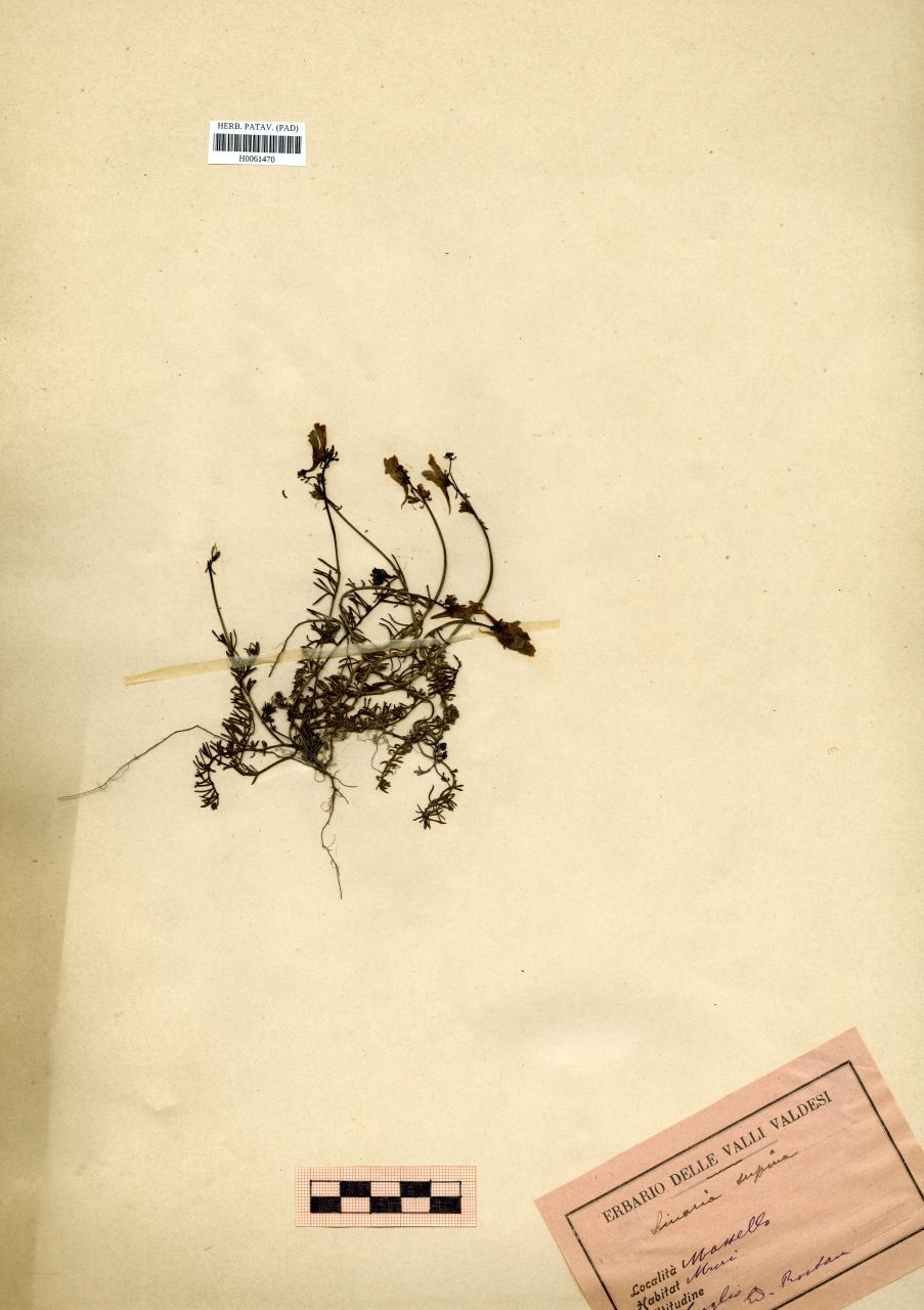 Linaria alpina (L.)Mill - erbario, Erbario Rostan, Erbario Rostan
