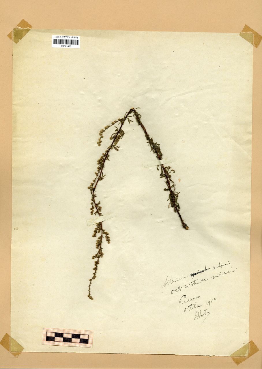 Artemisia vulgaris L - erbario, Erbario Rostan, Erbario Rostan (1910/10)
