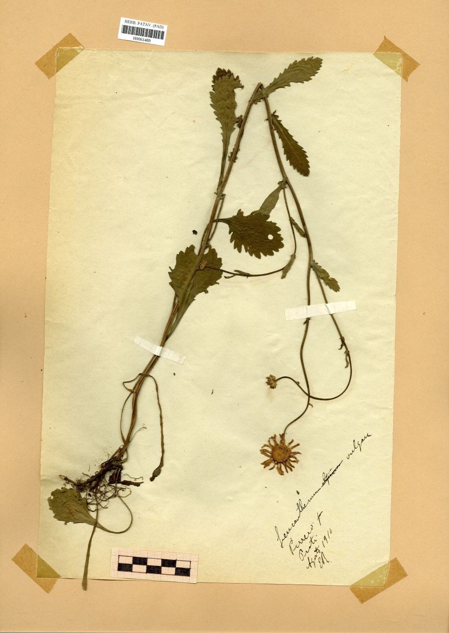 Leucanthemum vulgare (Vaill.)Lam - erbario, Erbario Rostan, Erbario Rostan (1910/08)