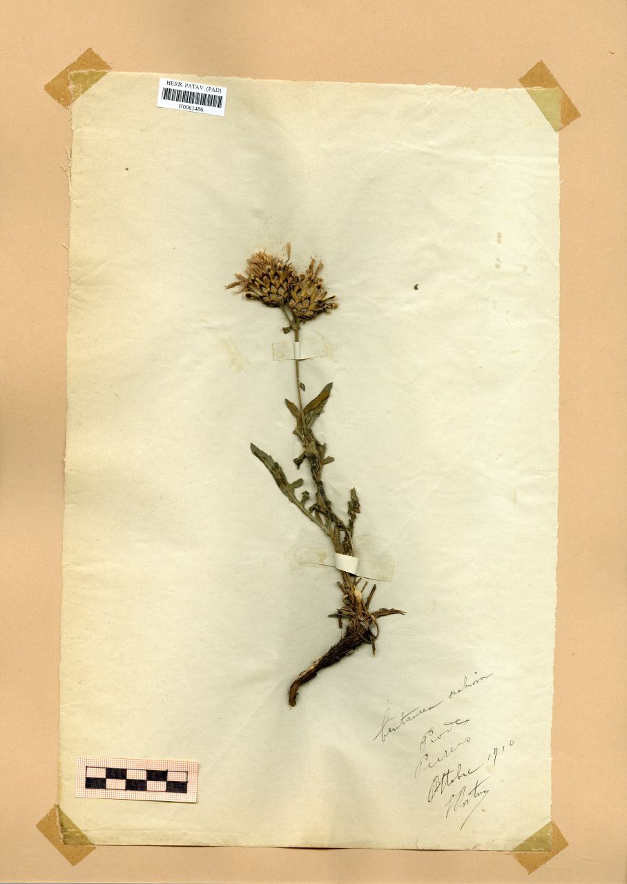 Centaurea scabiosa L - erbario, erbario Rostan, Erbario Rostan (1910/10)