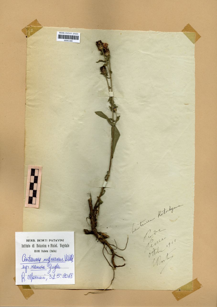 Centaurea kotschyana Heuff - erbario, Erbario Rostan, Erbario Rostan (1910/10)
