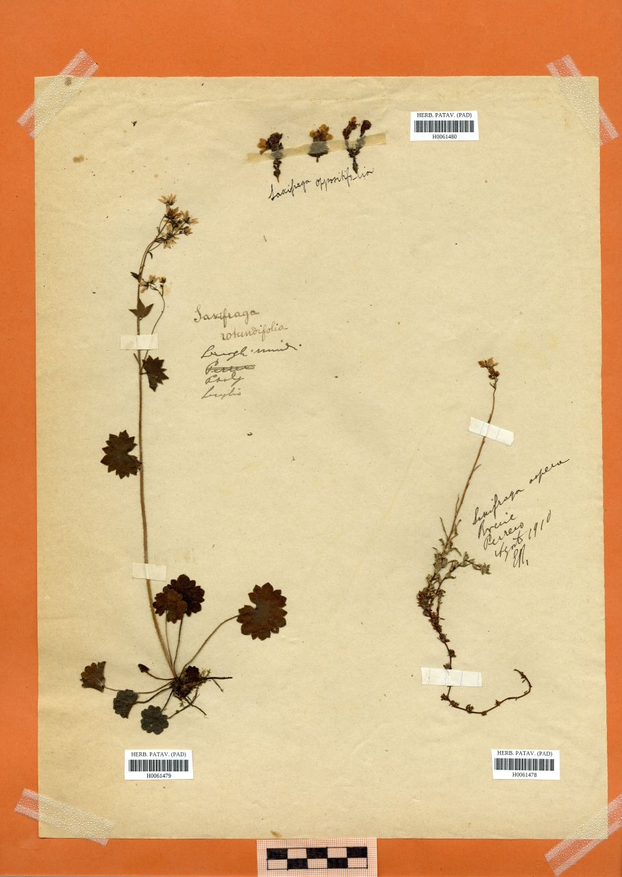 Saxifraga rotundifolia L - erbario, Erbario Rostan, Erbario Rostan