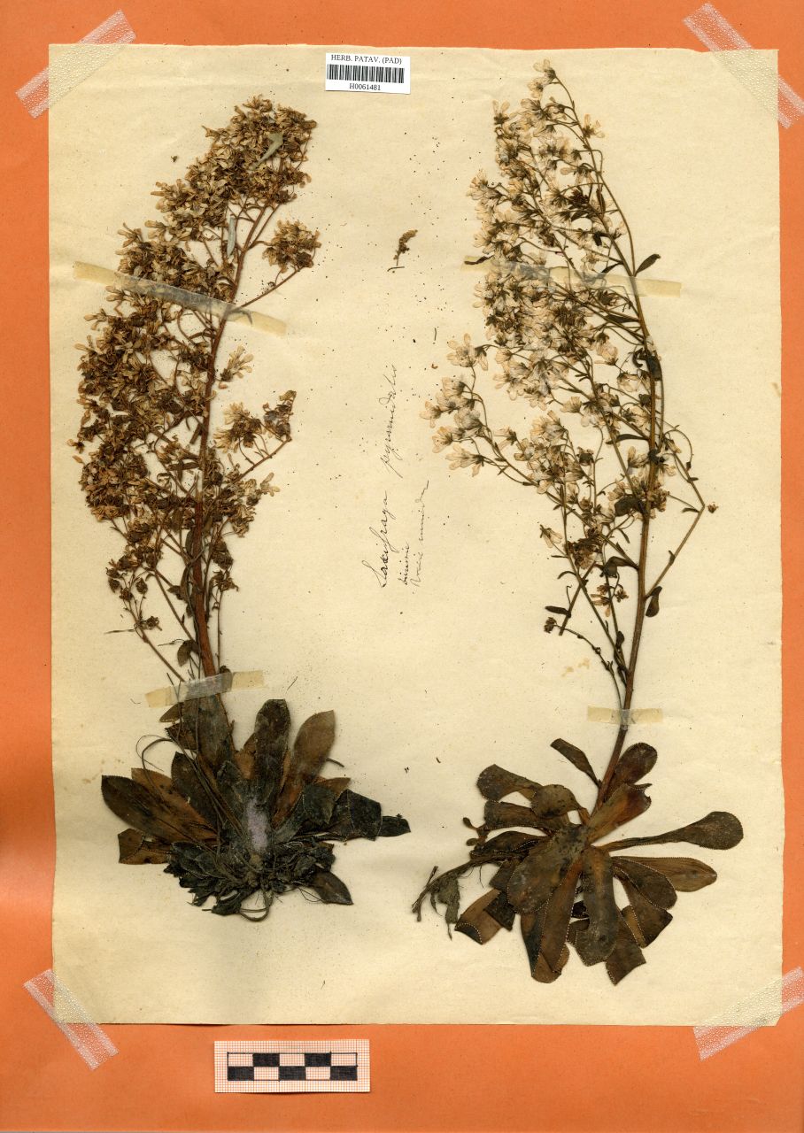 Saxifraga pyramidalis - erbario, Erbario Rostan, Erbario Rostan