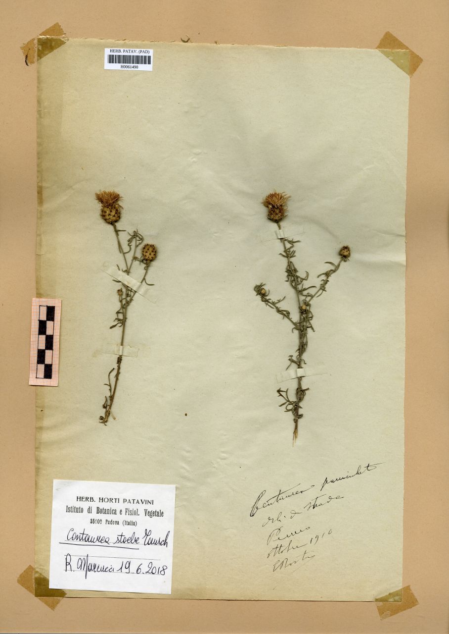 Centaurea paniculata - erbario, Erbario Rostan, Erbario Rostan (1910/10)