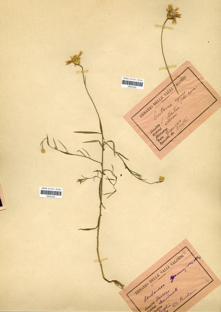 Centaurea cyanus var. alba - erbario, Erbario Rostan, Erbario Rostan