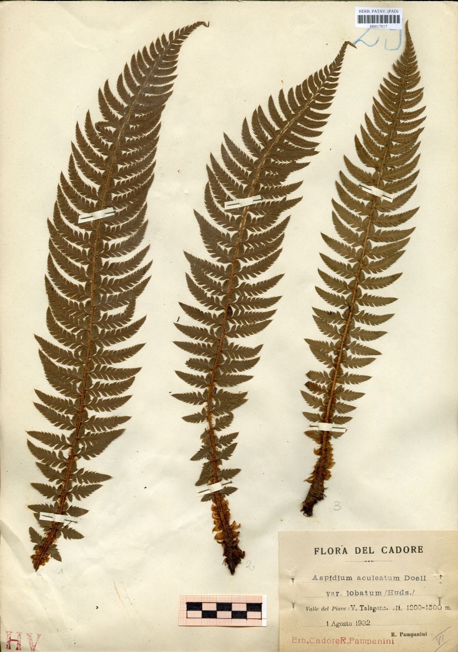 Aspidium aculeatum Doell var.lobatum Huds - erbario, Erbario delle Venezie, Erbario delle Venezie (1932/08/01)