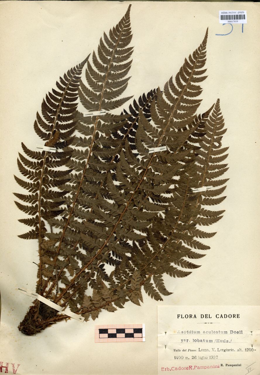 Aspidium aculeatum Doell var.lobatum Huds - erbario, Erbario delle Tre Venezie, Erbario delle Tre Venezie (1937/07/26)