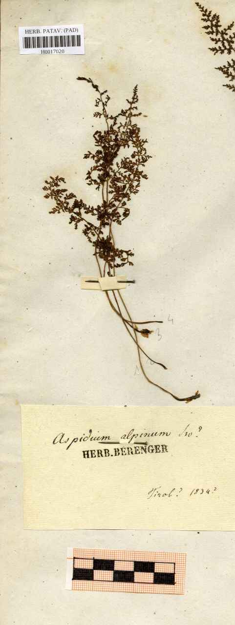 Aspidium alpinum L - erbario, Erbario delle Tre Venezie, Erbario delle Tre Venezie (1834)