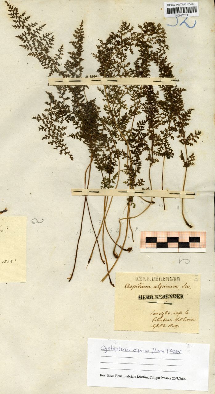 Aspidium alpinum L - erbario, Erbario delle Tre Venezie, Erbario delle Tre Venezie (1839/09-10)