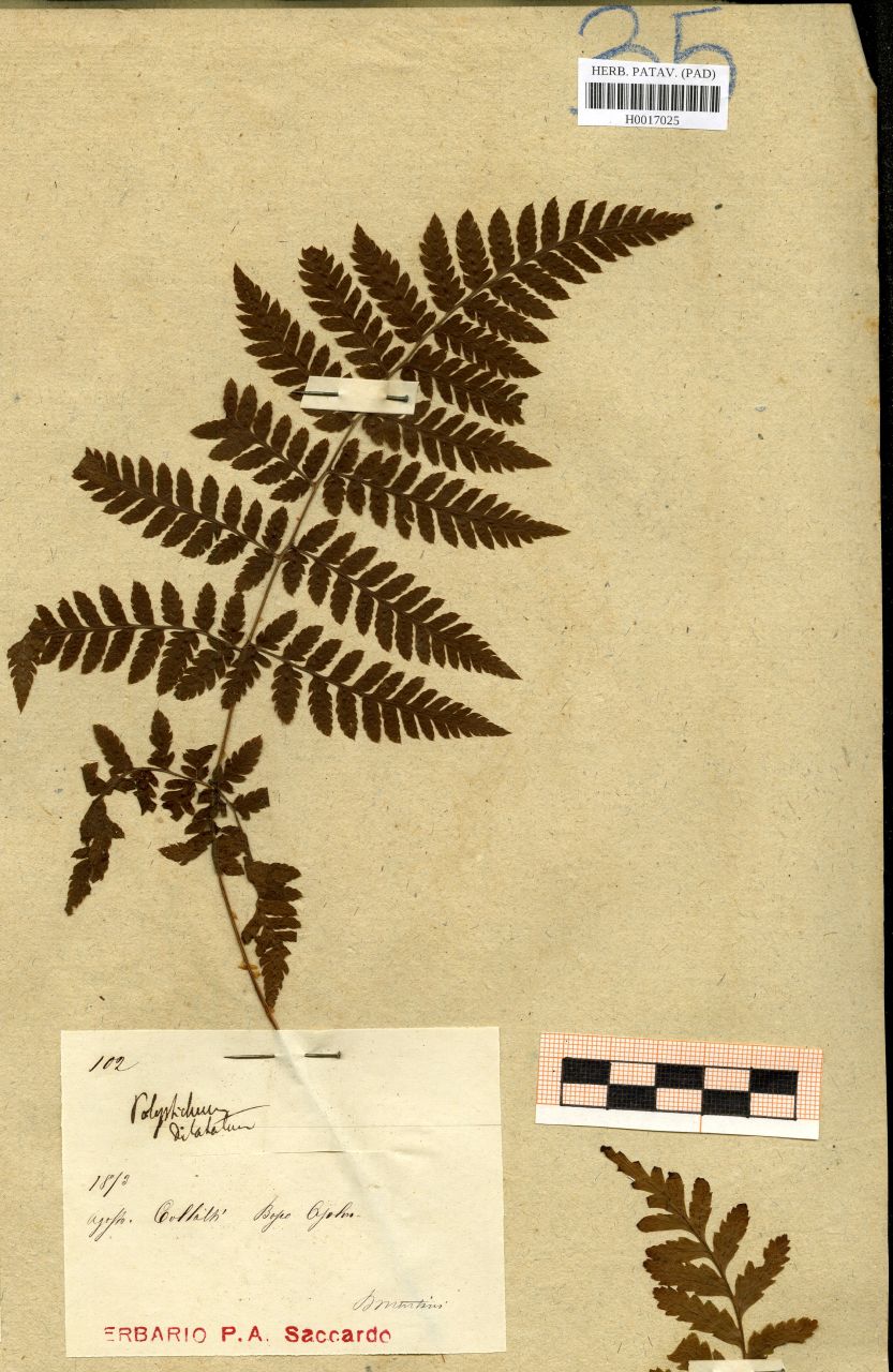 Polystichum dilatatum (Hoffm.) Schumach - erbario, Erbario delle Tre Venezie, Erbario delle Tre Venezie (1872/08)