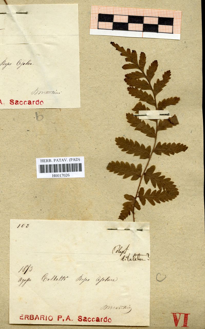 Polystichum dilatatum (Hoffm.) Schumach - erbario, Erbario delle Venezie, Erbario delle Venezie (1873/08)