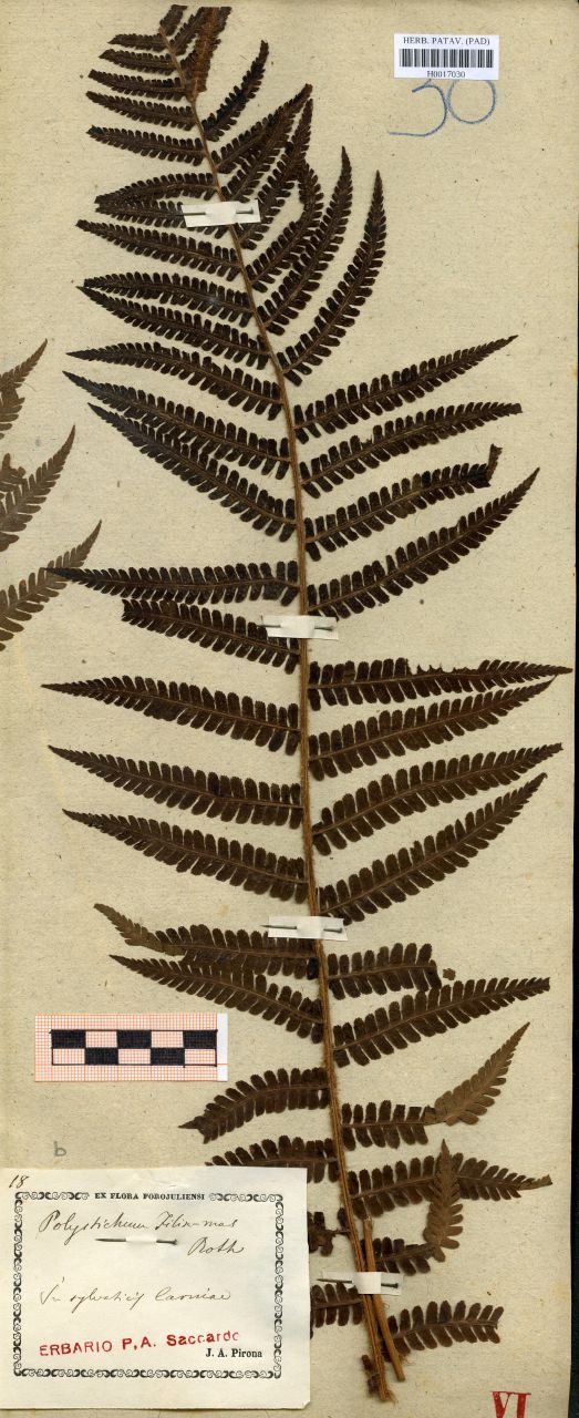 Polystichum filix-mas Roth - erbario, Erbario delle Tre Venezie, Erbario delle Tre Venezie