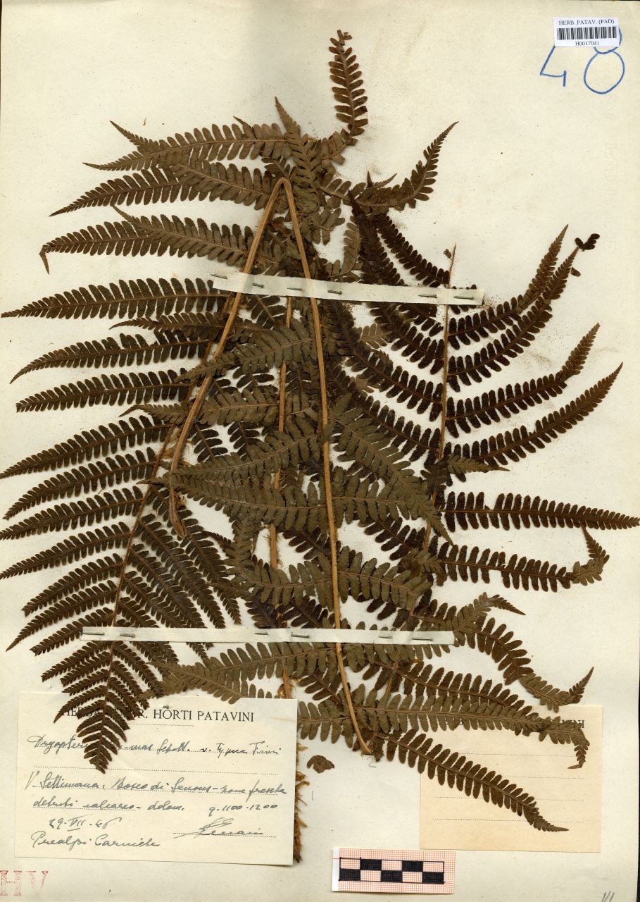 Dryopteris filix-mas Schott.var.typica Fiori - erbario, Erbario delle Tre Venezie, Erbario delle Tre Venezie (1946/07/29)