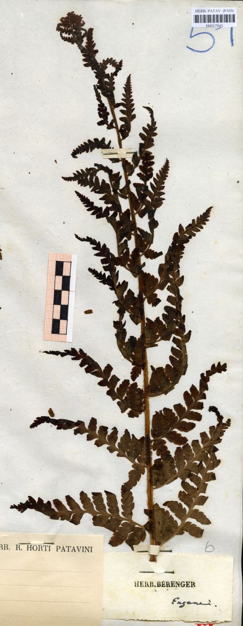 Aspidium filix mas Sw - erbario, Erbario delle Tre Venezie, Erbario delle Tre Venezie