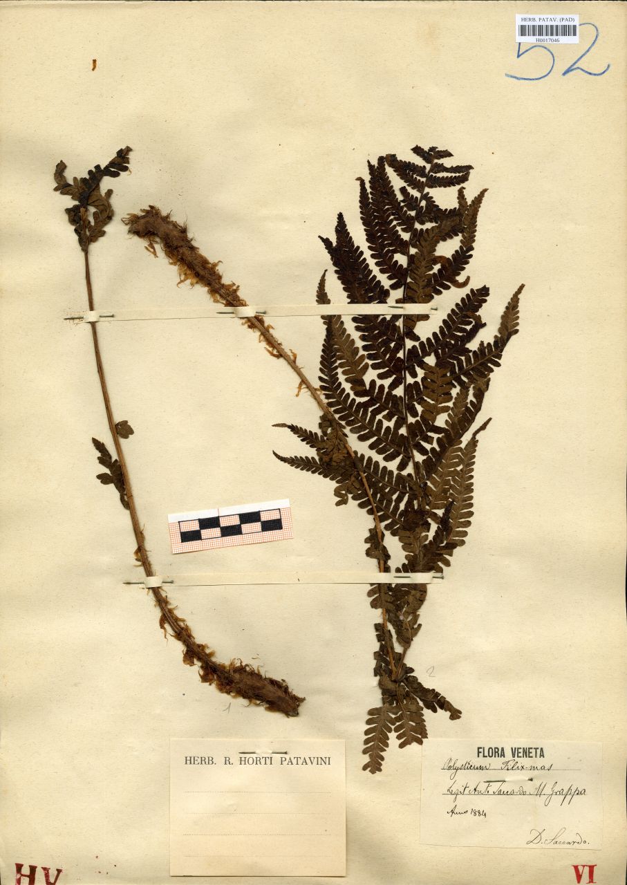 Polystichum filix-mas (L.) Roth - erbario, Erbario delle Tre Venezie, Erbario delle Tre Venezie (1884)