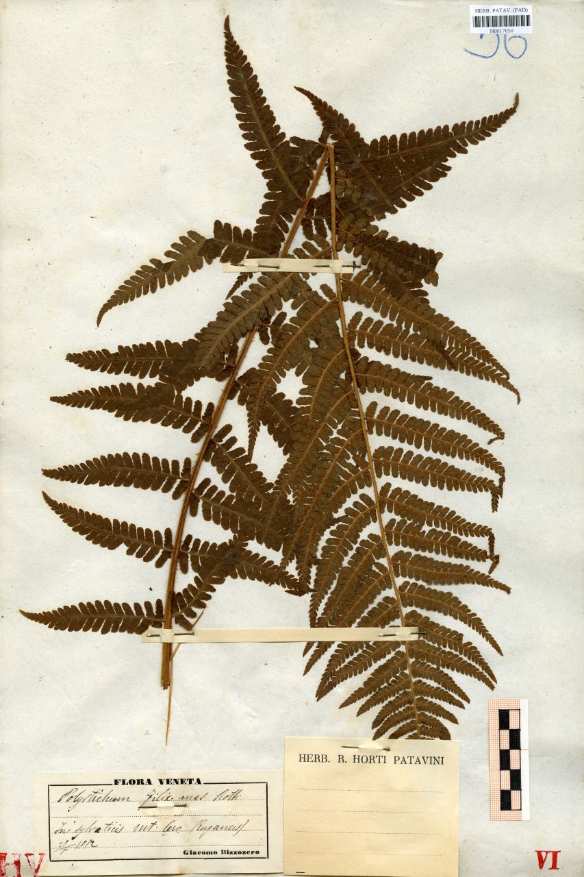 Polystichum filix mas (L.) Roth - erbario, Erbario delle Tre Venezie, Erbario delle Tre Venezie (1882/05/28)