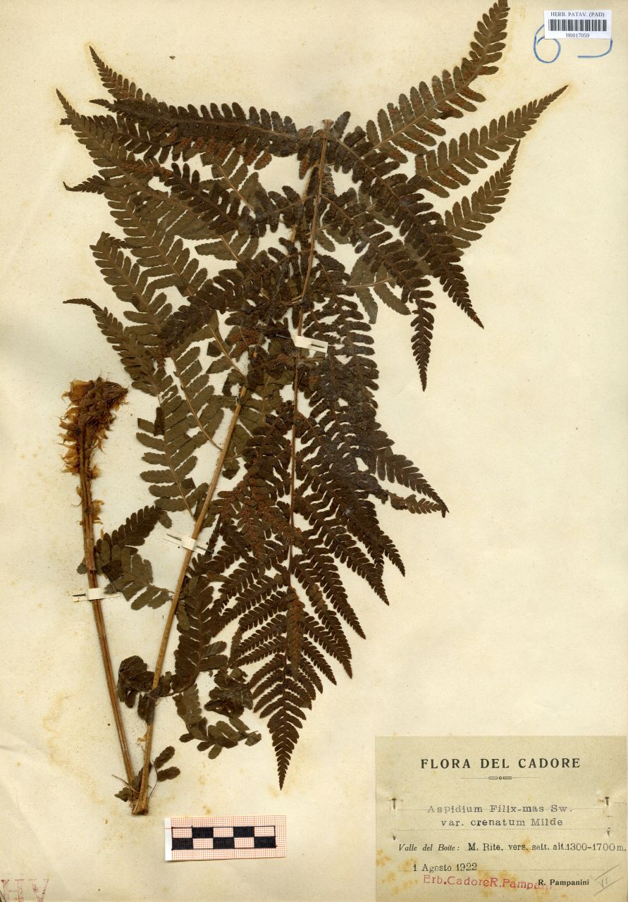 Aspidium filix-mas Sw.var.crenatum Milde - erbario, Erbario delle Tre Venezie, Erbario delle Tre Venezie (1922/08/01)