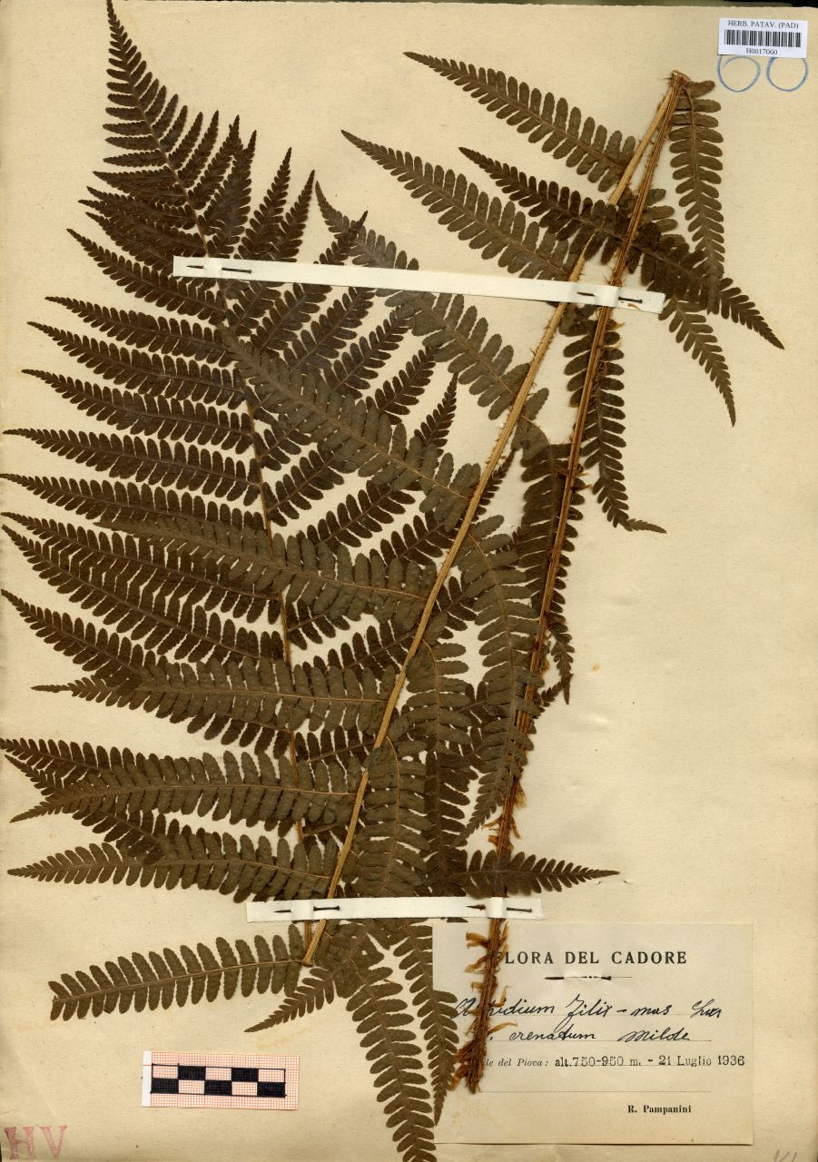 Aspidium filix-mas Sw.var.crenatum Milde - erbario, Erbario delle Tre Venezie, Erbario delle Tre Venezie (1936/07/21)