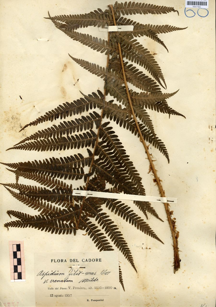 Aspidium filix-mas Sw.var.crenatum Milde - erbario, Erbario delle Tre Venezie, Erbario delle Tre Venezie (1937/08/12)
