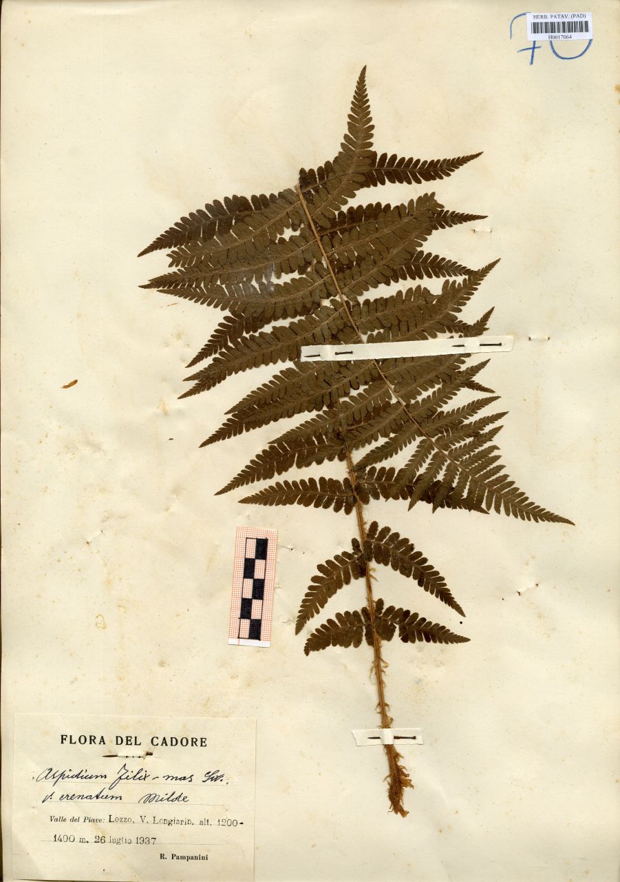 Aspidium filix-mas Sw. var.crenatum Milde - erbario, Erbario delle Tre Venezie, Erbario delle Tre Venezie (1937/07/26)