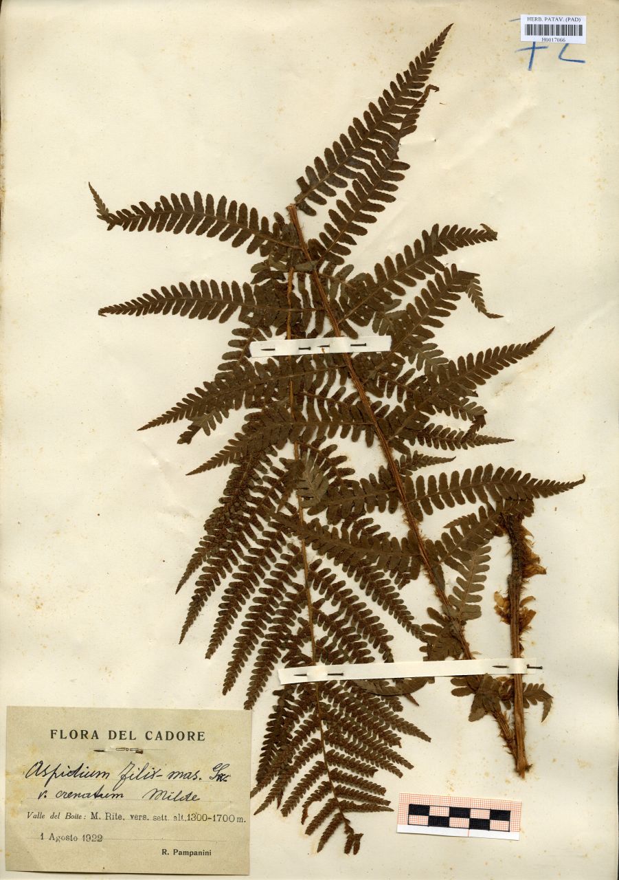 Aspidium filix-mas Sw.var.crenatum Milde - erbario, Erbario delle Tre Venezie, Erbario delle Tre Venezie (1922/08/01)