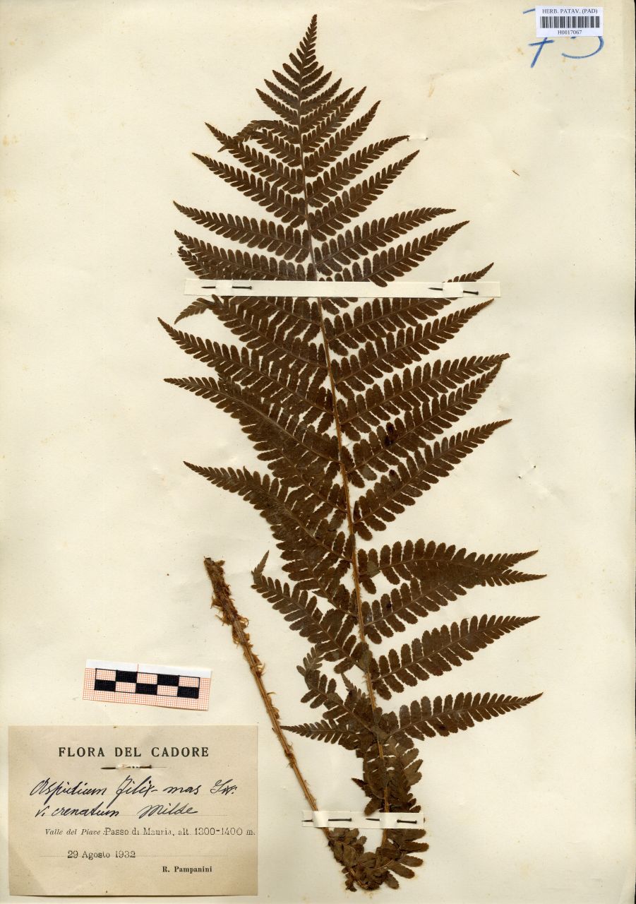 Aspidium filix-mas Sw.var.crenatum Milde - erbario, Erbario delle Tre Venezie, Erbario delle Tre Venezie (1932/08/29)