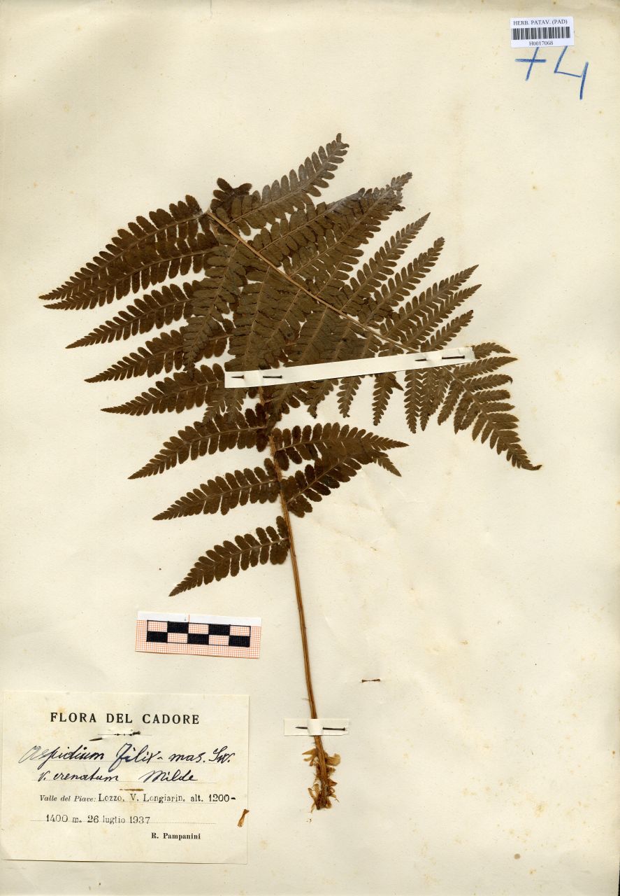 Aspidium filix-mas Sw.var.crenatum Milde - erbario, Erbario delle Tre Venezie, Erbario delle Tre Venezie (1937/07/26)