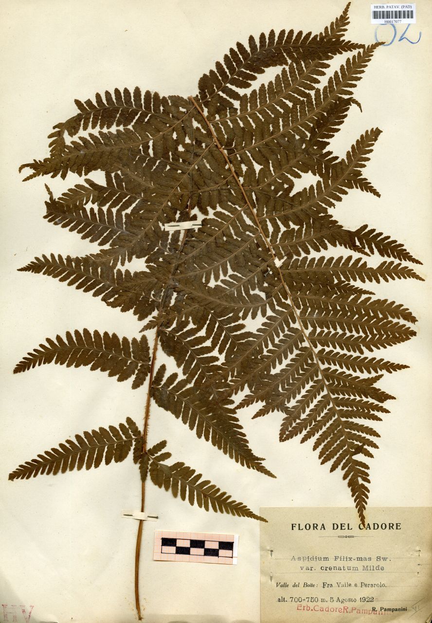 Aspidium filix-mas Sw.var.crenatum Milde - erbario, Erbario delle Tre Venezie, Erbario delle Tre Venezie (1922/08/05)