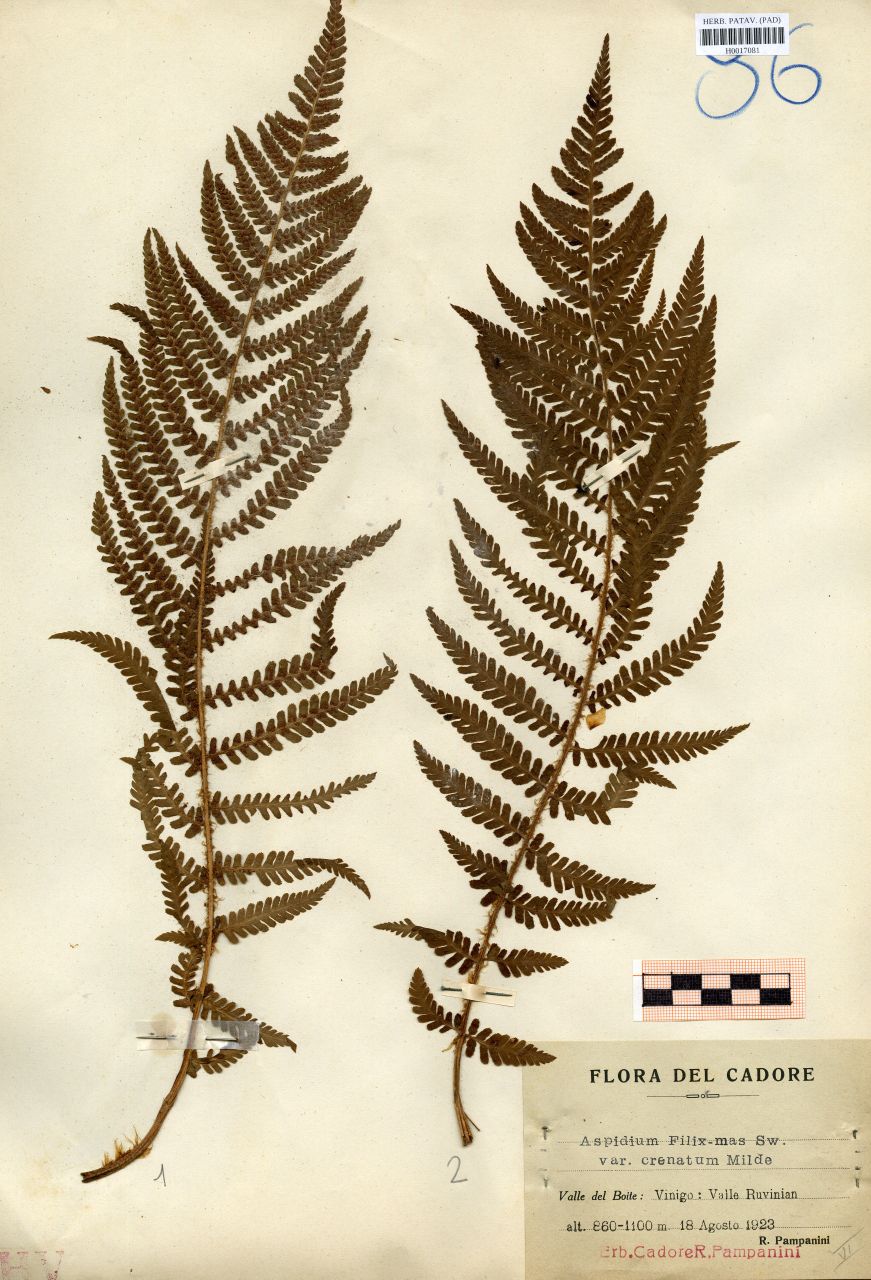 Aspidium filix-mas Sw.var.crenatum Milde - erbario, Erbario delle Tre Venezie, Erbario delle Tre Venezie (1923/08/18)