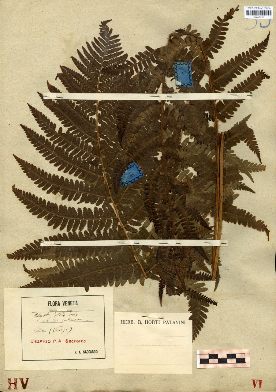 Polystichum filix-mas Roth var.paleaceum - erbario, Erbario delle Tre Venezie, Erbario delle Tre Venezie