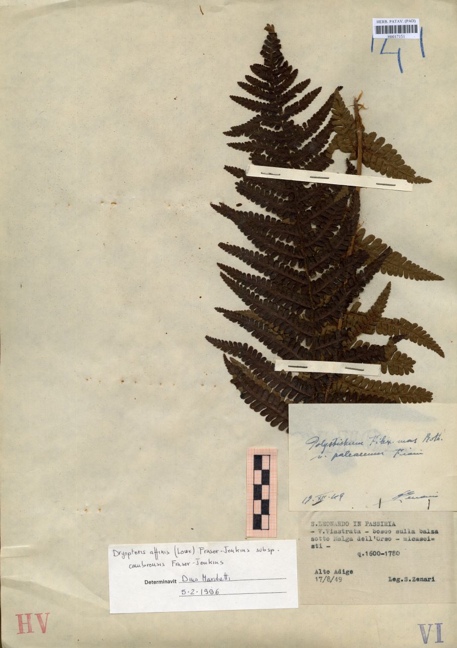 Polystichum filix-mas Roth.var.paleaceum Fiori - erbario, Erbario delle Tre Venezie, Erbario delle Tre Venezie (1949/08/17)