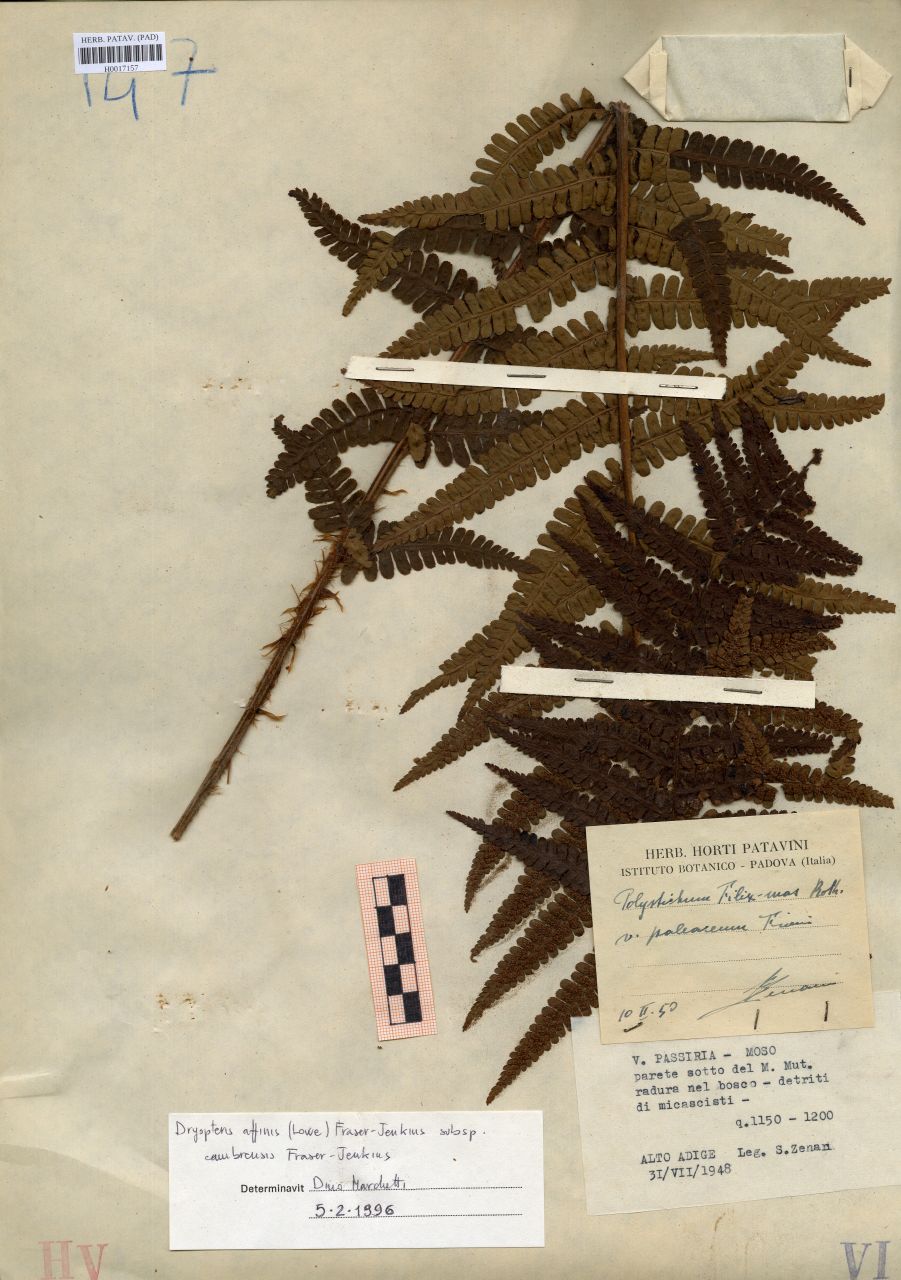 Polystichum filix-mas Roth.var.paleaceum Fiori - erbario, Erbario delle Tre Venezie, Erbario delle Tre Venezie (1948/07/31)