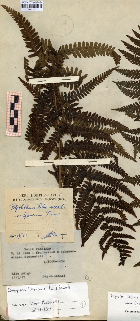 Polystichum filix-mas Roth.var.typicum Fiori - erbario, Erbario delle Tre Venezie, Erbario delle Tre Venezie (1950/11/25)