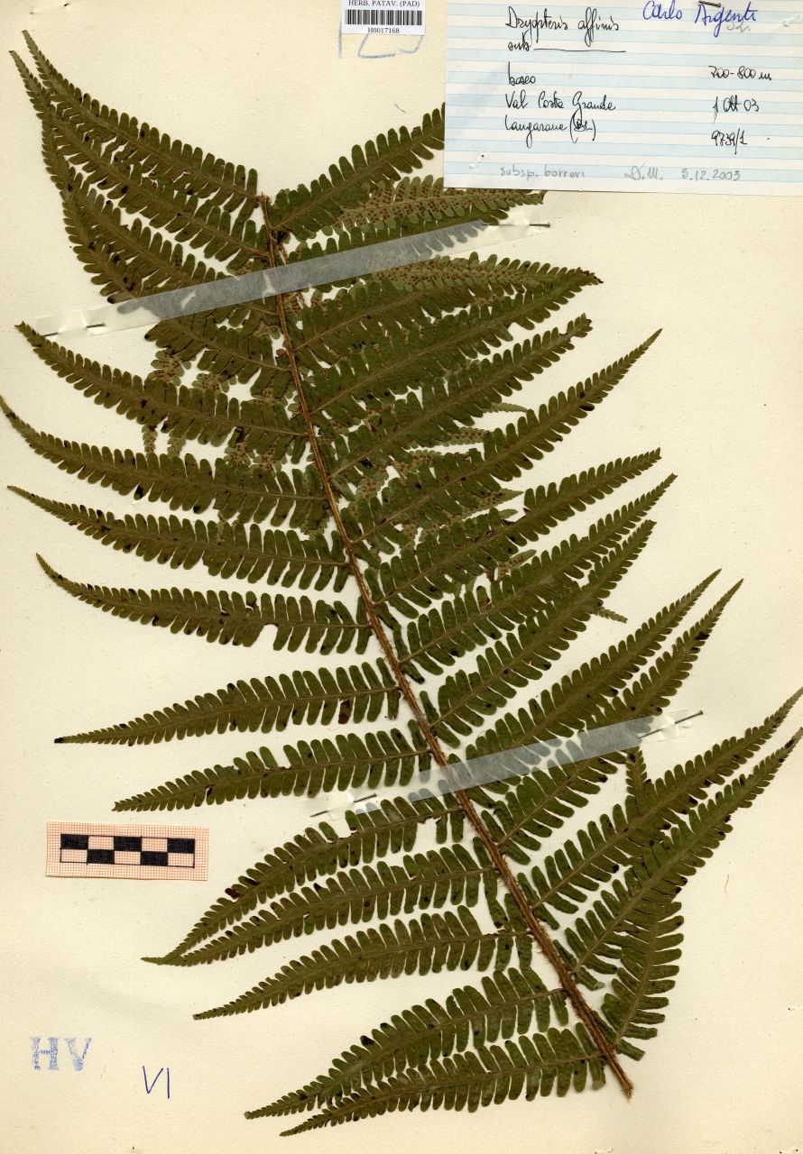 Dryopteris filix-mas (L.) Schott - erbario, Erbario delle Tre Venezie, Erbario delle Tre Venezie (2003/12/05)
