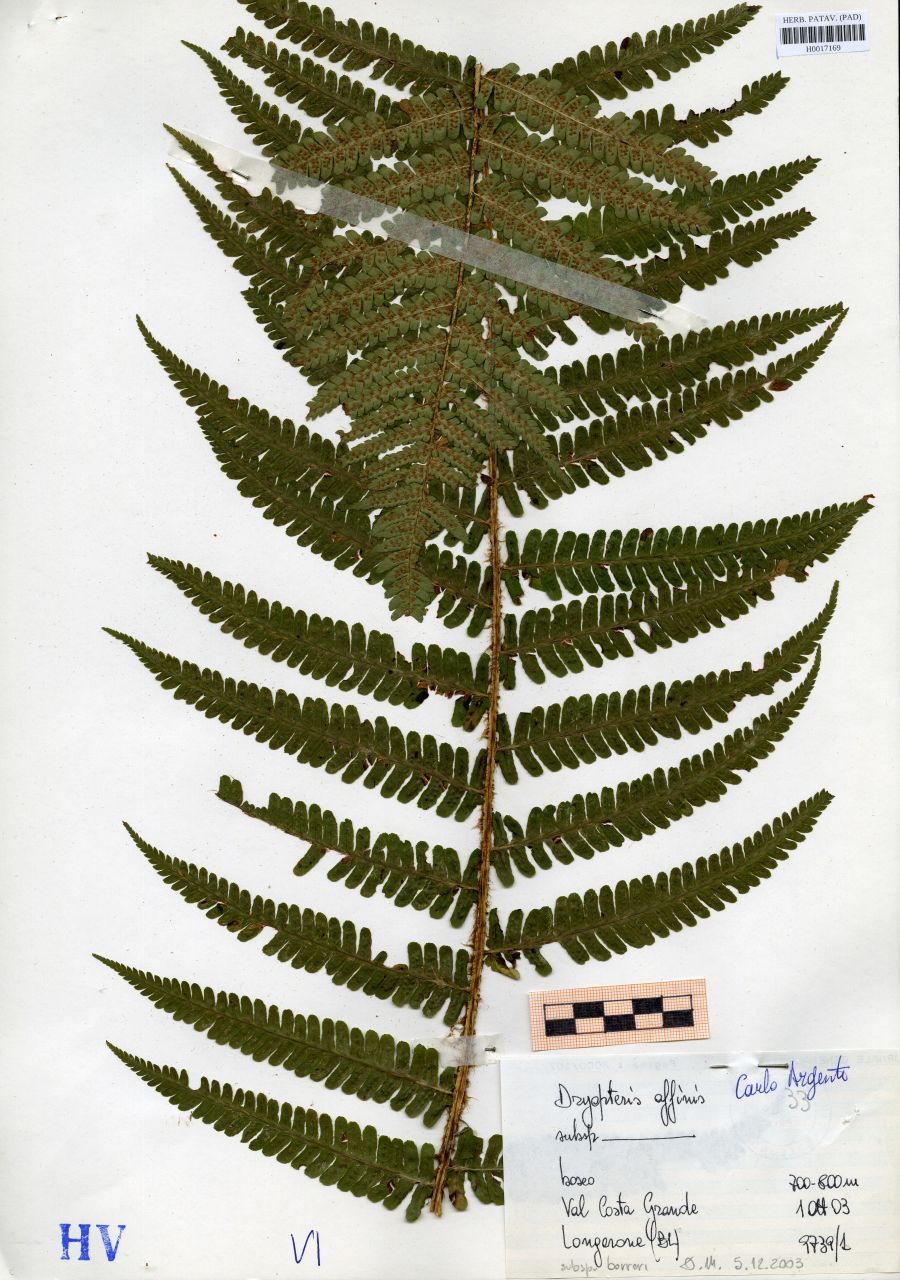 Dryopteris affinis (Lowe)Fraser-Jenk - erbario, Erbario delle Tre Venezie, Erbario delle Tre Venezie (2003/10/01)