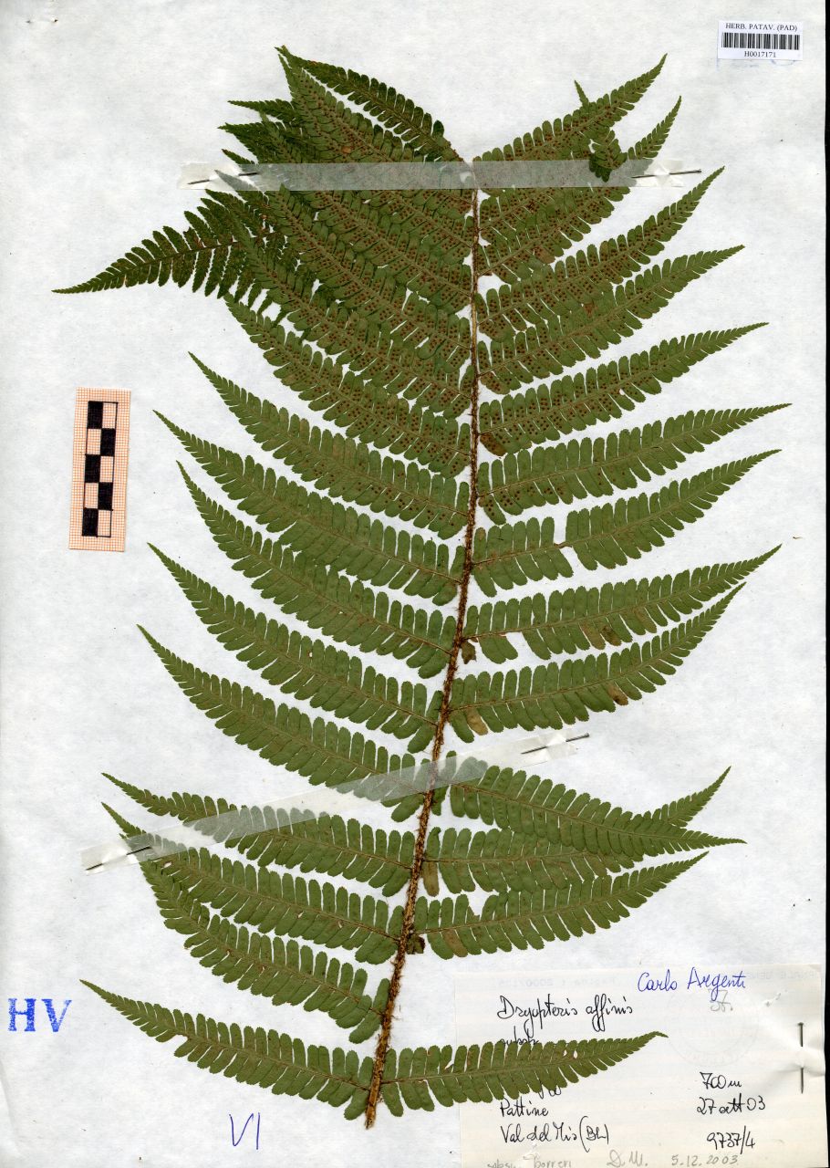Dryopteris affinis Fraser-Jenk - erbario, Erbario delle Tre Venezie, Erbario delle Tre Venezie (2003/09/27)