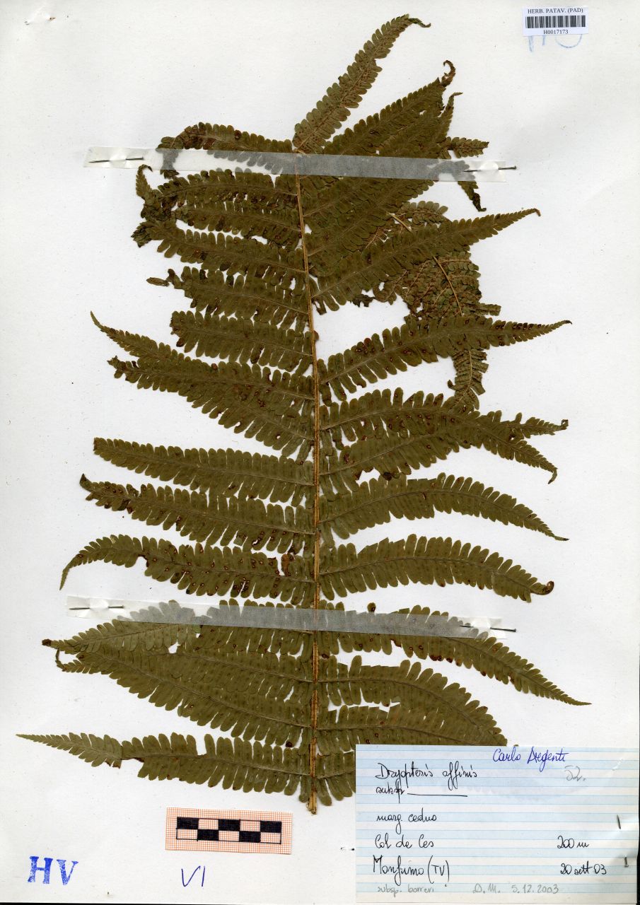 Dryopteris affinis Fraser-Jenk - erbario, Erbario delle Tre Venezie, Erbario delle Tre Venezie (2003/09/20)