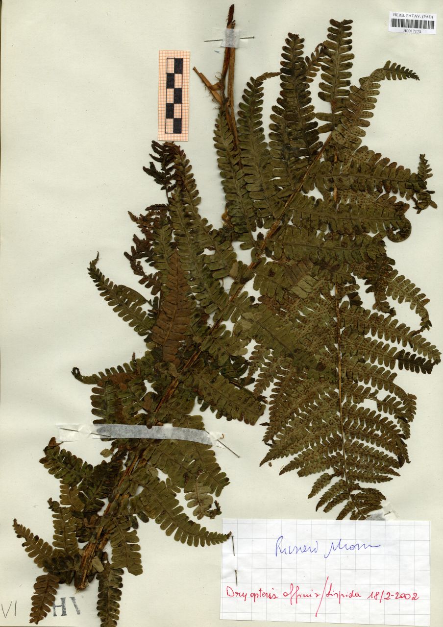 Dryopteris affinis Fraser-Jenk - erbario, Erbario delle Tre Venezie, Erbario delle Tre Venezie (2002/02/18)